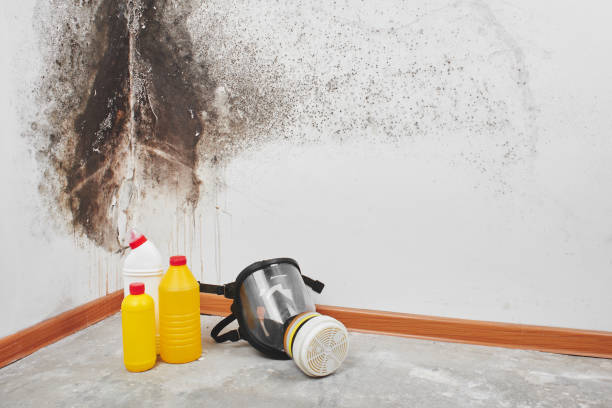 Best Mold Damage Repair  in Ripley, OH