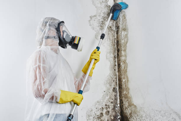 Best Professional Mold Removal  in Ripley, OH