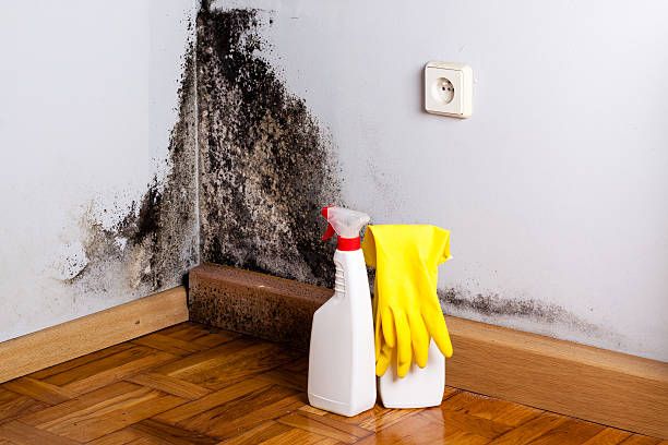 Best Mold Remediation Experts  in Ripley, OH